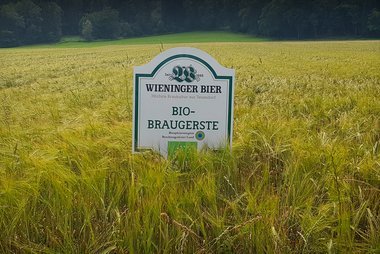 Bio-Braugerste für Wieninger Braumeister Biere. 