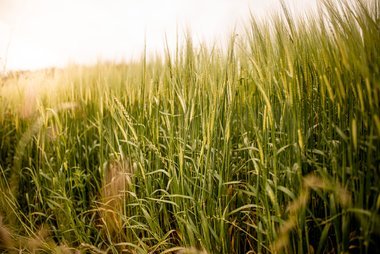  Bio-Gerste aus der Region 