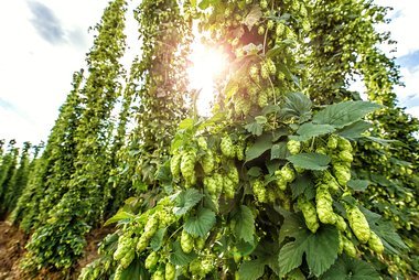  Aromahopfen aus Teisendorf. 