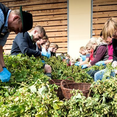 Bei der Hopfenernte helfen alle mit.