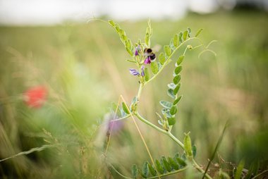  Ökologischer Anbau tut nicht nur dem Menschen gut.  