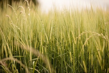  Heimischer Anbau schafft Chancen für heimische Landwirte. 