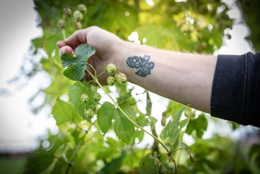  Geerntet wurde vom Obst- und Gartenbauverein im Teisendorfer Hopfengarten. 