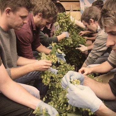 Gut anderthalb Stunden wurden zum Zupfen der frischen Naturhopfen gebraucht.