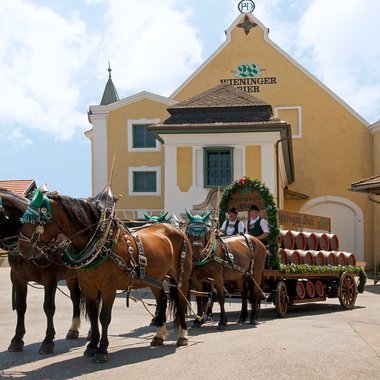 Der Wieninger Brauereiwagen