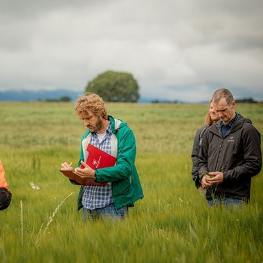 Braugerste Feldtag Braugerste Feldtag